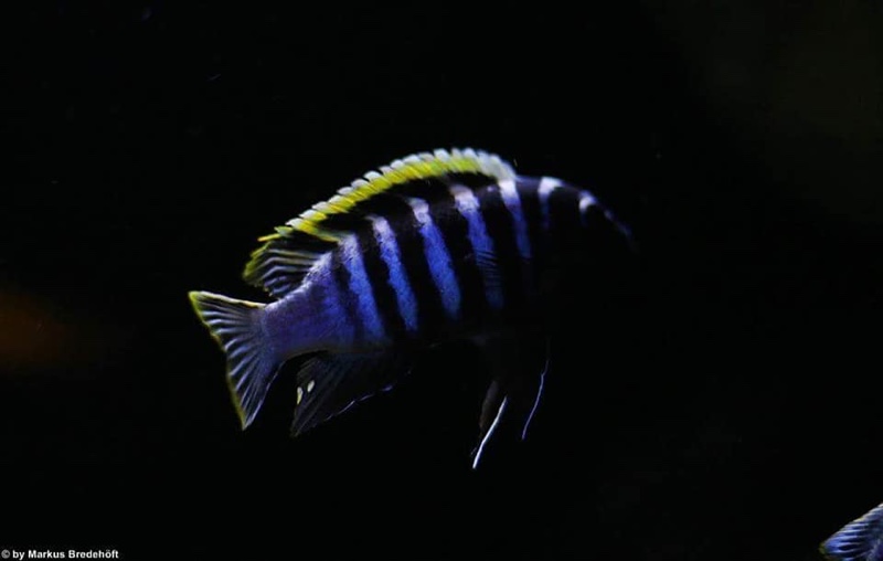 Cynotilapia zebroides 'Likoma Island'